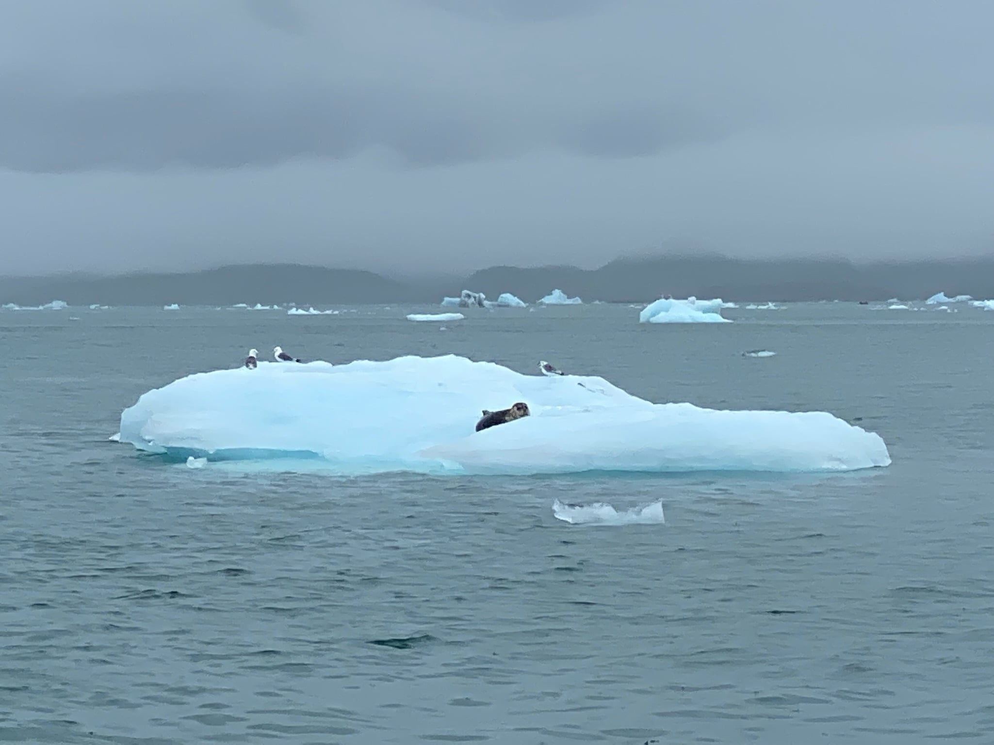 Floating glacial ice in Columbia Bay with misty mountains in the distance